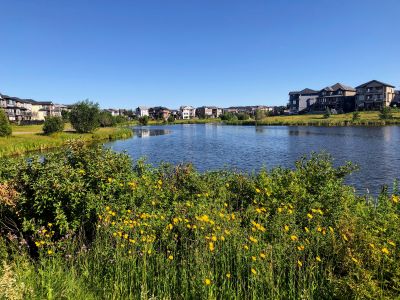 Pond Cleaning in Honolulu, HI