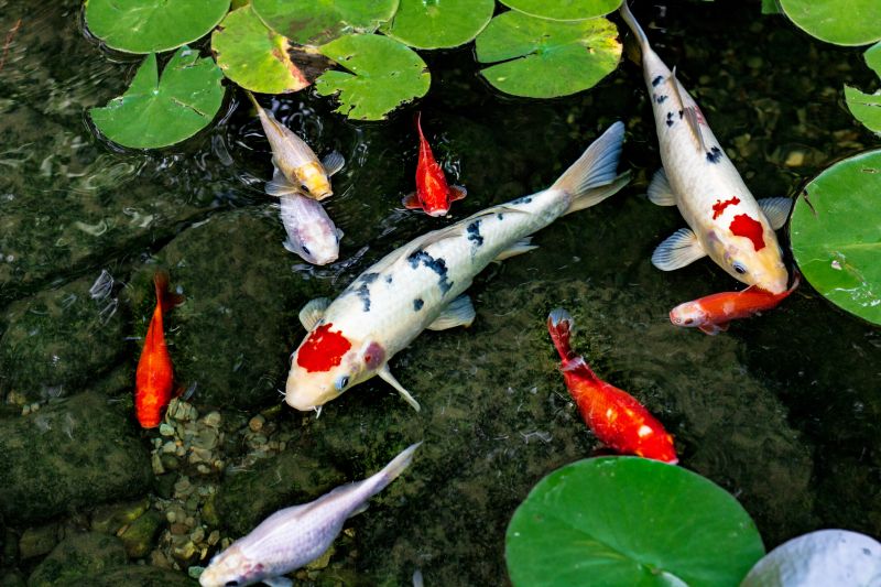 Koi Pond Construction in Ventura County, CA